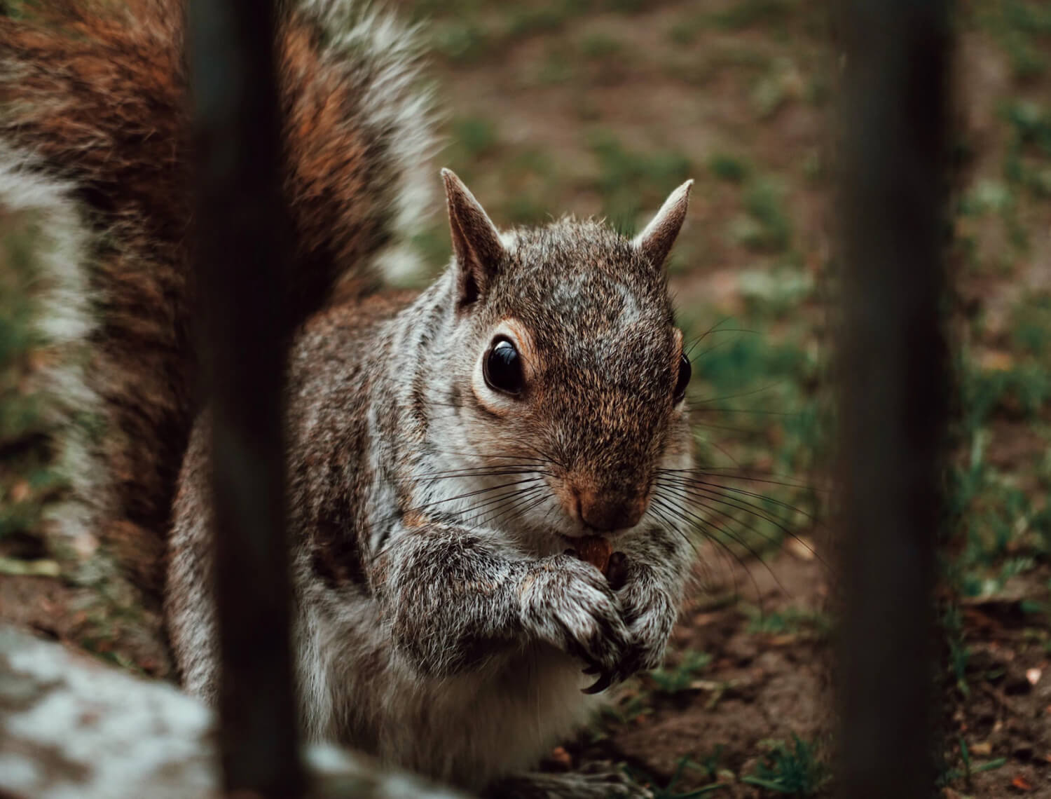 Red squirrels relocated to Highlands woodland image-16